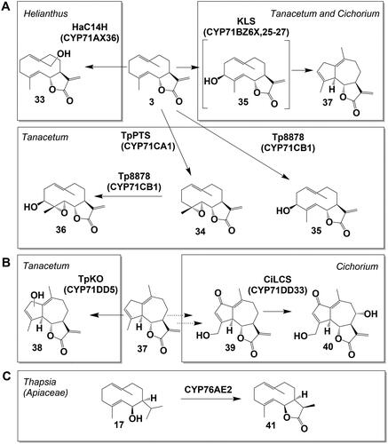 Figure 5. Biosynthesis pathways downstream costunolide in Asteraceae and STL biosynthesis in Apiaceae. (A) Conversion of costunolide (3) to 14-hydroxycostunolide (33) and 3β-hydroxycostunolide (35) (via hydroxylation), to parthenolide (34) (via epoxidation) and kauniolide (37) (via backbone rearrangement). (B) Oxidation of kauniolide (37) to lactucin (40). C Conversion of kunzeaol (17) to epi-dihydrocostunolide (41).