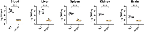 Figure 6. Aagp contributes to S. suis virulence in a mouse infection model. Five mice per group were injected intraperitoneally with 1.5 × 108 CFU of WT and ΔAagp. All mice were euthanized at 24 h post-infection. Bacteria from blood, liver, spleen, kidney and brains were plated onto THA, and colonies were expressed as Log10 CFU/mg or Log10 CFU/mL. The statistical analyses were performed with a two-tailed unpaired t test. “***” indicate p < 0.001.