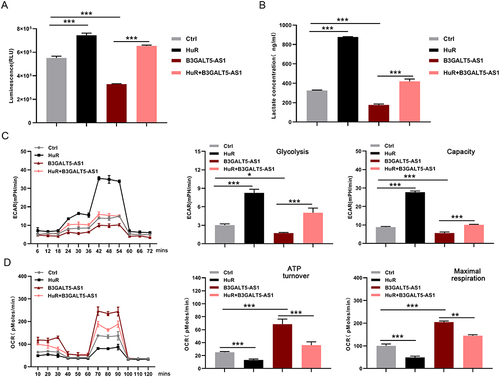 Figure 6 HuR attenuated the inhibitory effect of B3GALT5-AS1 on glycolysis in KFs. (A) The glucose consumption, lactate production (B), ECAR (C), and OCR (D) of KFs were detected after HuR, B3GALT5-AS1, or both HuR and B3GALT5-AS1 overexpression. The data are expressed as the mean ± SD. *p < 0.05, **p < 0.01, and ***p < 0.001. KFs, primary keloid fibroblasts; B3GALT5-AS1, B3GALT5-AS1-overexpressed KFs; Ctrl, control of B3GALT5-AS1 or HuR overexpression; HuR, HuR-overexpressed KFs; HuR+ B3GALT5-AS1, KFs co-overexpressing HuR and B3GALT5-AS1.