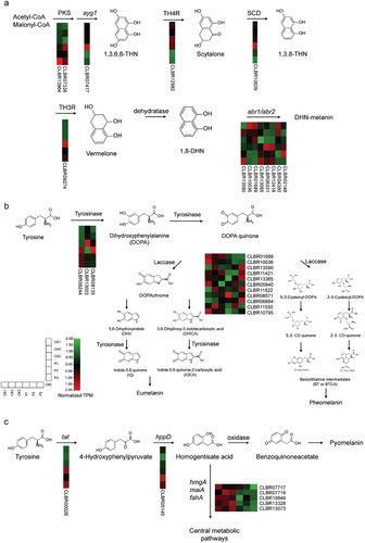 Figure 8. Gene expression levels in melanin synthesis pathways of Cladophialophora brunneola. (a) DHN-melanin pathway. (b) DOPA-melanin pathway. (c) L-tyrosine degradation pathway.