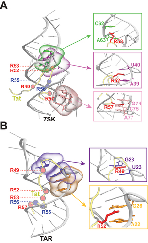 Figure 4. Tat protein in complex with 7SK RNA and TAR RNA. Shown are the side-view snapshots of the Tat protein bound to (A) human 7SK RNA (PDB 6MCF) and (B) TAR RNA (PDB 6MCE) [Citation99]. In both snapshots, RNA is shown in a cartoon representation (gray), Tat backbone is shown in a tubular representation (yellow), the Cα atoms of those arginine residues which participate in key interactions with both RNA molecules are shown in red spheres, while other arginine residues are shown in blue spheres. The zoomed snapshots correspond to specific interactions formed between the arginine residues in Tat (red sticks) and the RNA nucleotides.
