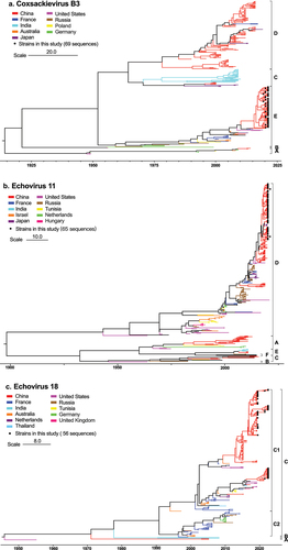 Figure 4. Phylogenies of CVB3 (a), E11 (b), and E18 (c) VP1 genes. Maximum clade credibility (MCC) trees of CVB3, E11 and E18 based on partial VP1 genes are shown. Black solid circles indicate the sequences from this study. The lines with different colours indicate the different countries. Scale bars indicate nucleotide substitutions per site. For clarity, the GenBank number and year of isolation of each sequence are not shown in this figure but are listed in figure S1–3 in the supplemental material. CVB, coxsackievirus B; E, echovirus.