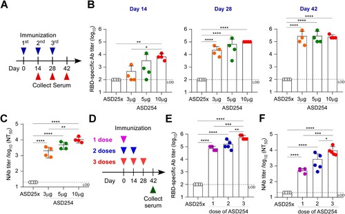 Figure 2. ASD254 vaccine elicits RBD-specific antibody response dose-dependently. (A) Immunization and blood draw schedule. BALB/c mice were subcutaneously vaccinated with ASD25x (n = 4) or ASD254 (n = 4 of each group) of 3, 5, or 10 μg on days 0, 14, 28. Mouse serum was collected 2 weeks after every vaccination. (B) Serum IgG binding to recombinant SARS-CoV-2 RBD measured by ELISA. (C) Serum neutralizing activity against SARS-CoV-2 pseudovirus measured by neutralization assay. (D) Immunization and blood draw schedule. BALB/c mice were subcutaneously vaccinated with ASD25x (n = 4), or 1 dose (n = 4), 2 doses (n = 5) or 3 doses (n = 5) of ASD254. (E) Serum IgG binding to recombinant SARS-CoV-2 RBD measured by ELISA. (F) Serum neutralizing activity against SARS-CoV-2 pseudovirus measured by neutralization assay. The dotted line indicates the limit of detection. Differences among all tested groups were analyzed by one-way ANOVA with multiple comparisons test. *p < 0.05, **p < 0.01, ***p < 0.001, ****p < 0.0001. See also Figure S2.