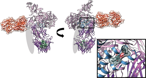 Figure 3. Diagram of C5 with the residues forming C5a on cleavage highlighted in light blue, the biologic eculizumab (PDB ID: 5I5K) in Orange [Citation110], small molecule inhibitor H1H (PDB ID: 6I2X) in grey [Citation36], and allosteric modulator knob peptide (PDB ID: 7AD6) in green [Citation154]. The interaction site for cobra venom factor (CVF) is also indicated in light grey.