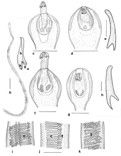 Figure 1. Gastrotaenia dogieli and G. cf. paracygni. (a) Rostellar hook showing measurements reported in text; (b) G. dogieli, entire cestode, from Aythya australis, pre-mature; (c) G. dogieli, scolex with rostellum everted, from Aythya australis; (d) G. dogieli, scolex with rostellum retracted, from Anas gracilis; (e) G. dogieli, hook outline showing short hook blade; (f) G. cf. paracygni, scolex with rostellum everted; (g) G. cf. paracygni, scolex with rostellum retracted;(h) G. cf. paracygni, hook outline showing hook blade longer than guard; (i) G. cf. paracygni, strobila, showing lateral groove and cirrus sacs extending from midline to peripheral testes; (j) G. cf. paracygni, strobila, dorsoventral view, showing cirrus sacs and testes; (k) G. cf. paracygni, strobila, lateral view, showing linear arrangement of testes. Scale-bars: a, e, h, 0.01 mm; b, 0.5 mm; c, d, f, g, i – k, 0.1 mm. Abbreviations: b, hook blade; c, cirrus sac; g, hook guard; h, hook handle; t, testis.