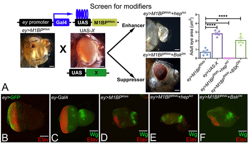 Figure 1. Forward genetic screen to identify modifiers of M1BP mediated eye suppression. (A) Schematics of forward genetic screen for identifying genetic modifiers of M1BP mediated eye suppression phenotype where various UAS-X/transgene lines were individually misexpressed using the ey-Gal4 driver along with downregulation of M1BP. Modifiers were classified into enhancers and suppressors based on whether they enhance or suppress the ey>M1BPRNAi reduced eye phenotype. Quantification of adult eye surface area (µm2) using Fiji/ImageJ software (NIH) to assay differences in eye phenotype. (B) ey>GFP where the GFP transgene reporter marks the ey-Gal4 driver expression domain in the developing third instar eye antennal disc. Note that the eye antennal imaginal disc is stained with pan-neuronal marker Elav (red) that marks the nuclei of retinal neurons. (C, D, E, F) Eye antennal imaginal discs stained for Wg (green) and pan-neuronal marker Elav (red). (D) Downregulation of M1BP in the entire eye (ey>M1BPRNAi) results in suppression of eye fate and increased Wg expression compared to (C) ey-Gal4 control. Eye discs showing (E) enhancement (ey>M1BPRNAi+hepAct) and (F) suppression (ey>M1BPRNAi+bskDN) of the ey>M1BPRNAi phenotype. The orientation of all imaginal discs is identical with posterior to the left and dorsal up. The magnification of all eye-antennal imaginal discs is 20X and adult eyes are 10X unless specified.