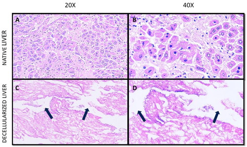 Figure 3. Histological characterisation of native and decellularized tissue. (A) Mice native liver tissue at 20X magnification, (B) Mice native liver tissue at 40X magnification, (C) Mice decellularized liver tissue at 20X magnification, and (D) Mice decellularized liver tissue at 40X magnification.
