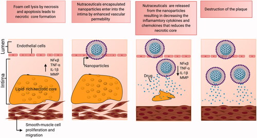 Figure 5. Schematic representation of nano-nutraceuticals when administrated to atherosclerosis disease site will improve their therapeutic efficacy due to the enhancement in bioavailability.