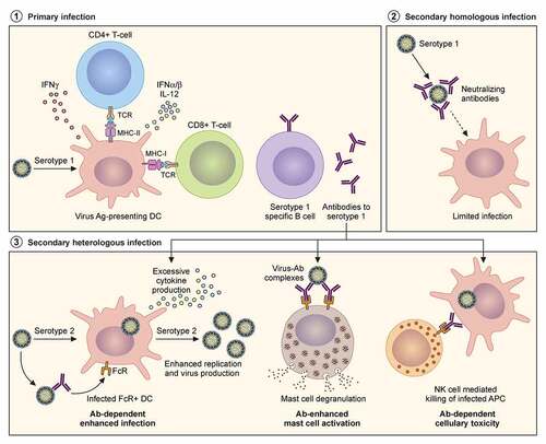Figure 3. Adaptive immune responses to homologous and heterologous flavivirus infections. Severity of disease outcomes in dengue and Zika infection can be driven by pre-existing immunity against one of them. Primary infection results in production of high affinity neutralising antibodies against the infecting strain. When followed by a secondary infection with the same virus as that of the primary infection, existing memory B and T cells may lead to effective neutralisation of the virus, thereby providing protection. However, in the event of a secondary infection with a heterologous virus (either a different serotype of DENV or with ZIKV), cross-reactive antibodies at sub-neutralising concentrations result in binding and opsonization of the infecting viral particles. These antibody-virus complexes can be taken up by FcR-expressing cells such as monocytes, macrophages and mast cells, causing increased viral replication and hyperinflammatory responses. The pre-existing antibodies can also bind to infected cell surfaces causing NK cell mediated lysis via antibody-dependent cellular cytotoxicity