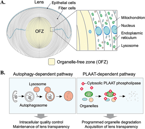Figure 4. Functions of autophagy-dependent and independent mechanisms in the lens. (A) Schematic presentation of the mammalian lens and the process of programmed organelle degradation in the lens. (B) Functions of autophagy-dependent and PLAAT-dependent pathways in the lens.