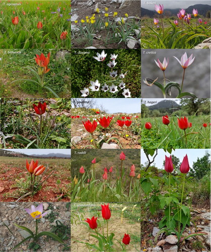 Figure 1. Wild-growing Tulipa species documented in Greece.