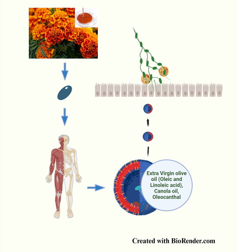 Figure 2. Biodelivery of macular carotenoids: Due to the presence of long chain aliphatics, lutein and zeaxanthin pigments must be packaged into a compatible vegetable oil-based liposome for ensuring optimal delivery and bioavailability. After being transported through the blood vessels, these liposomes are taken up by intestinal cells by inclusion into chylomicrons and subsequent delivery into the lymphatics. A new commercially viable formulation of these pigments made from marigold petals uses a mixture of extra virgin olive oil and canola oil and quercettagetin (antioxidant) to achieve a shelf life of 36 months at 25 °C.