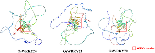 Figure 3. Tertiary structure analysis of OsWRKY proteins.