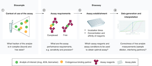 Figure 2. Understanding binding interactions in a biosample and bioassay enables rational assay design and implementation.At different stages during the assay lifecycle, it is important to understand the binding interactions of the analyte of interest, which can be the drug candidate, antidrug antibodies (ADAs) or a biomarker, with either endogenous binding partners in the biosample or with assay reagents in the bioassay. Different case studies illustrated here are covered in the main text: (1) simulate the fraction of the analyte bound to specific binding partners in the biosample; (2) simulate the assay requirements to measure specific fraction of the analyte; (3) simulate most optimal assay conditions – for example, incubation time of assay steps and concentration and affinity of assay reagents to obtain the defined assay requirements; and (4) simulate impact of sample handling (e.g., sample dilution) or presence of interfering binding partners on the binding dynamics of the analyte with endogenous binding partner.