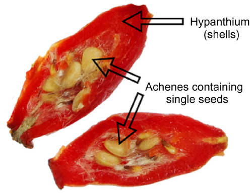 Figure 2 Simplified botanical anatomy of a rose hip, showing its major components.