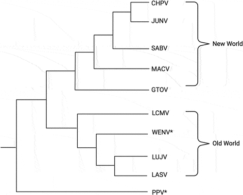 Figure 1. Representative phylogenetic tree indicating relatedness between Old World (OW), New World (NW), and novel mammarenaviruses (WENV and PPV), which are noted with asterisks (*). Phylogenetic tree was built using sequences of the viral large (L) genomic segment of the different mammarenaviruses. Mammarenaviruses included in the phylogenetic tree are Chapare virus (CHPV), Junin virus (JUNV), Sabia virus (SABV), Machupo virus (MACV), Guanarito virus (GTOV), Lymphocytic choriomeningitis virus (LCMV), Wenzhou virus (WENV), Lujo virus (LUJV), Lassa virus (LASV), and Plateau Pika Virus (PPV).