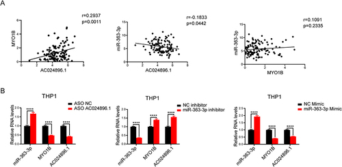 Figure 6 LncRNA AC024896.1 and miR-363-3p could regulate MYO1B protein in AML. (A) Correlation analysis of AC024896.1, miR-363-3p, and MYO1B. (B) RT-qPCR was used to detect the expression levels of AC024896.1, MYO1B and miR-363-3p after knocking down AC024896.1 with ASO or adding miR-363-3p mimic or inhibitor, respectively. (****P < 0.0001).