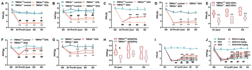 Figure 2 TRPA1 KO mice experienced reduced analgesic effect of acupuncture. (A) KO and WT mice PWL induced by CFA (n = 8−9). (B) KO and WT mice PWT induced by CFA (n = 8−9, TRPA1+/+ CFA vs TRPA1+/+ control, ##p < 0.01; TRPA1−/− CFA vs TRPA1−/− control, ^^ p < 0.01; TRPA1−/− CFA vs TRPA1+/+ CFA, * p < 0.05). (C and D) The effect of acupuncture on PWL in CFA-induced KO and WT mice (n = 8−9, TRPA1+/+ ACU vs TRPA1+/+ CFA, ** p < 0.01; TRPA1−/− ACU vs TRPA1−/− CFA, + p < 0.05, ++ p < 0.01). (E) The effect of acupuncture on PWL in CFA-induced KO and WT mice (n = 8−9, TRPA1−/− ACU vs TRPA1+/+ ACU, ΔΔ p < 0.01). (F and G) The effect of acupuncture on PWT in CFA-induced KO and WT mice (n = 8−9). (H) The comparison of the effect of CFA-induced acupuncture on PWT between KO and WT mice (n = 8−9, TRPA1−/− ACU vs TRPA1+/+ ACU, & p < 0.05). (I) The effect of HC-030031 on PWL enhancement of acupuncture in CFA mice (n = 6). (J) The effect of HC-030031 on PWT enhancement of CFA mice by acupuncture (n = 6, CFA vs control, ##p < 0.01; ACU vs CFA, *p < 0.05, **p < 0.01; ACU + high-, ACU + medium-, ACU + low-dose vs ACU, ^ p < 0.05, ^^p < 0.01).
