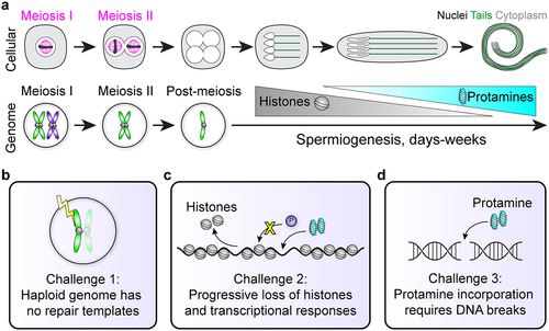 Figure 1. Cellular and genomic changes during spermiogenesis. (a) Sperm undergo dramatic morphological differentiation from round haploid cells after meiosis to elongated nuclei with flagellar tails (top). Meanwhile, the genome first becomes haploid after meiosis, and then changes genomic architecture as histones are exchanged for protamines. Importantly, cells in meiosis I or II have homologous chromosomes or sister chromatids that provide 3 or 1 DNA templates, respectively, for potential DNA repair (bottom). Note that homologous recombination is not depicted in this cartoon. (b-d) Spermiogenesis contains 3 major challenges to genome integrity (see main text).