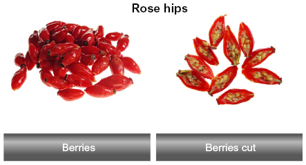 Figure 1 Ripe frozen berries from Rosa canina L. are shown in the left panel and ripe frozen berries cut through with visible seeds are shown in the right panel.