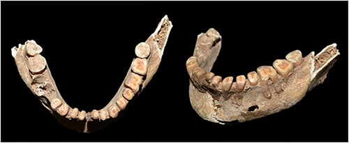 Figure 9. Mandible of Zg8. Note the advanced dental wear.