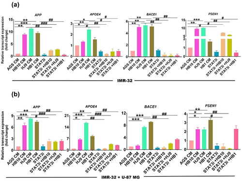 Figure 8. STAT3i treated H. pylori-derived secretome diminishes transcript expression of STAT3 and AD-associated signature genes in the neural compartment. A relative transcript expression of various neurological disease markers such as APP, APOE4, PSEN1, and BACE1 after exposure with STAT3i treated HPCM (a) IMR-32 cells, (b) IMR-32-U-87 MG co-cultured cells for 24 hrs. The experiment was performed for two biological and two technical replicates (four data points), and the results are shown as the mean ± SD for three data points. An unpaired t-test was used to analyze the data. p < 0.05 was considered significant in all the cases. p-values of < 0.05, < 0.01 and < 0.0001 were represented with *, ** and *** respectively for significant upregulation and #, ##, and ### for significant downregulation.