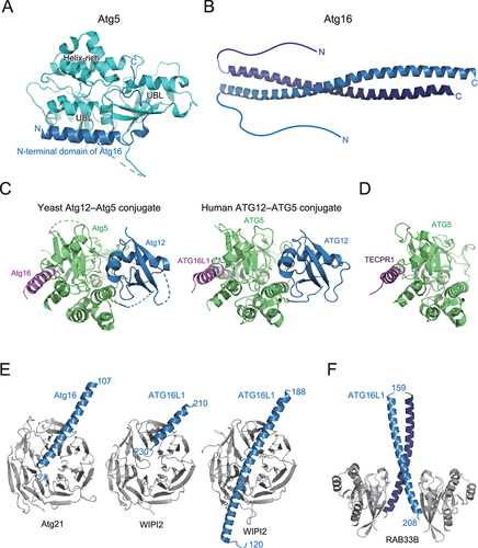 Figure 5. Structure and target recognition of the E3 complex. (A) Crystal structure of Atg5 complexed with the N-terminal domain of Atg16 (PDB 2DYO). (B) Crystal structure of Atg16 (PDB 3A7P). (C) Crystal structure of S. cerevisiae Atg12–Atg5 conjugate bound to the N-terminal domain of Atg16 (left, PDB 5CQC) and homo sapiens ATG12–ATG5 conjugate bound to the N-terminal domain of ATG16L1 (right, PDB 4NAW). (D) Crystal structure of TECPR1 bound to ATG5 (PDB 4TQ1). (E) Crystal structure of Atg16 bound to Atg21 (left, PDB 6RGO) and ATG16L1 bound to WIPI2 (middle, PDB 7MU2; right, PDB 7XFR). (F) Crystal structure of ATG16L1 bound to RAB33B (PDB 6SUR).