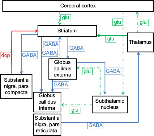 Figure 1 Simplified diagram of the cortico-striato-thalamo-cortical circuit.