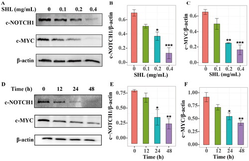 Figure 5. SHL can inhibit the NOTCH1-MYC signalling pathway. (A) Western blot analysis of cleaved NOTCH1 (c-NOTCH1) and c-MYC in Jurkat cells after treatment with SHL (0, 0.1, 0.2 and 0.4 mg/mL). (B,C) The relative protein levels of cleaved NOTCH1 and c-MYC. (D) Western blot analysis of cleaved NOTCH1 and c-MYC in Jurkat cells after treatment with 0.2 mg/mL SHL (0, 12, 24 and 48 h). (E,F) The relative protein levels of cleaved NOTCH1 and c-MYC. All data are expressed as the means ± SD. *p < 0.05, **p < 0.01, ***p < 0.001 compared with the corresponding controls.