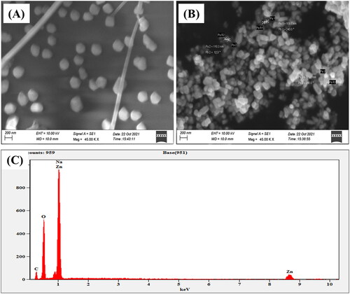 Figure 2. (A & B) SEM micrographs of ZnONPs, (C) EDX spectra of bio fabricated ZnONPs.