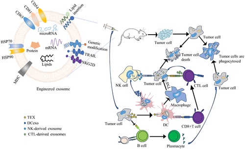 Figure 2. The mechanism of action of tumor-derived exosomes and immune cell-derived exosomes on tumor cells.