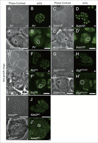 Figure 4. Localization of dJmj to the nucleus in PcG mutant lines. (A, C, E, G) Phase contrast images of spermatocytes at late growth stage. (B, D, F, H) Immunostaining of testes with the anti-dJmj antibody. (A, B) Pc1 : + ; + ; Pc1/TM1, (C, D) Su(z)123 : + ; + ; Su(z)123/TM6B, (E, F) E(z)731 : w ; + ; E(z)731/TM6C, (G, H) E(z)EY21318 : yw ; + ; E(z)EY21318, (I, J) Kdm236Y : w ; + ; Kdm236Y, (A′–J′) Magnified images of (A-J). (A′–H′) A nucleolus is encircled by dashed line. Scale bar = 50 μm (A-H, I, J), 1 μm (I′, J′), 0.1 μm (A′–H′).