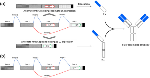Figure 1. Schematic drawing of the alternative splicing construct containing four exons. Exons 1,2 and 4 are constitutive, while Exon 3 may be excluded from the mRNA as part of an alternative intron (Intron 2’). (a) If Exon 3 is included in the spliced mRNA, the light chain will be expressed (on top of the drawing). If Exon 3 is spliced out from the mRNA, heavy chain will be expressed (on the bottom of the drawing). (b) Schema of the adapted construct expressing DsRed and GFP.