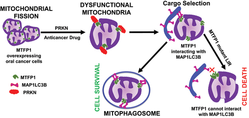 Figure 1. In oral cancer cells, MTFP1 plays a crucial role in mitochondrial fission and mitochondrial morphology maintenance. Upon exposure to anticancer drugs, MTFP1 interacts with MAP1LC3B, promoting mitophagy to eliminate dysfunctional mitochondria through PINK1/PRKN-dependent mitophagy. MTFP1-dependent mitophagy is cytoprotective and provides survival benefits to cancer cells. The mutant LIR MTFP1 can not interact with MAP1LC3B to induce mitophagy, leading to cell death during anticancer treatment.