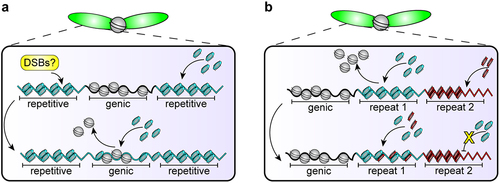 Figure 3. Hypothetical example of co-evolution between DNA sequences and protamines. (a) Perhaps protamines have preferential affinity for repetitive sequences, which could provide a signal to create DSBs safely at repetitive sequences so that genic sequences are not mutated but can incorporate protamines. (b) This preferential affinity could evolve to be sequence-specific such that the ‘wrong’ protamine-DNA pair cannot compact, causing interference with and ultimately failure of the histone-to-protamine transition.