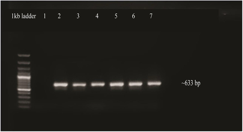 Figure 11. Confirmation of transgenic plants by PCR. Lane 1, negative control, lanes 2 to 5: amplified products of OsMYB48 gene, lane 7: positive control.