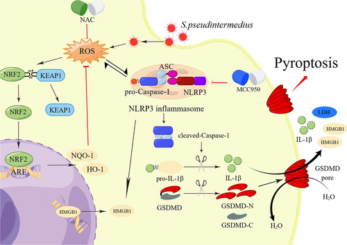 Figure 11. Schematic model: the intracellular infection of CCECs by S. pseudintermedius promoted the build-up of intracellular ROS and the formation of NLRP3 inflammasome. Formation of the NLRP3 inflammasome activates caspase-1, which in turn cleaved-IL-1β and GSDMD. After cleavage, the N terminus of GSDMD (GSDMD-N) inserts into the cell membrane, forming pores and inducing pyroptosis (the figure was drawn by Figdraw).