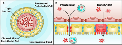 Figure 5. Paracellular and transcytosis virus invasion routes across the BCSFB. Viruses can cross the meningeal blood­ cerebrospinal fluid barrier (BCSFD) (a) by a paracellular mechanism (b) in which virus-infected leukocytes attach lo the endothelium, transverse the fenestrated endothelial cells, and cross the choroid plexus epithelial cells into the CSF following the disruption of tight junction integrity (paracellular). Alternatively, virus-infected leukocytes or cell-free viruses present within blood vessels of the CP, transverse the endothelium and infect epithelial cells followed by an apical release of the virus across the CP epithelium into the CSF by transcytosis. Most evidence of these two routes of brain invasion mainly come from in-vitro studies, although experimental infection in rodents have shown that mumps vims can enter the CNS via the CSF through the CP. Adapted from Marshall et al. [84).