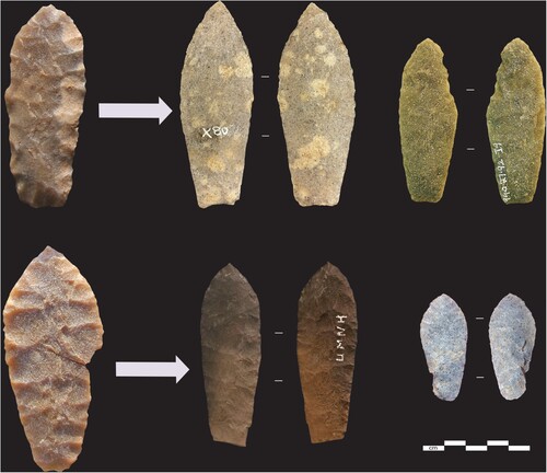 Figure 10 Top left, a narrower preform, GlQl-3:2, which with further finishing could have outcomes like the vitreous quartzite Graham collection point (from northwestern Saskatchewan) to its right, or the Agate Basin-like point from the Grande Prairie Museum collections, farthest right. Bottom left, GlQl-3:10/11, a preform with a broader tip toward its distal end, with possible outcomes like the cast of an Old River Bed Delta (Utah) Haskett point to its right, or a vitreous quartzite point (FiPp-33:13302) from the lowest component of Ahai Mneh in central Alberta, farthest right (see Ives Citation2023). Photographed courtesy of the Royal Alberta Museum.