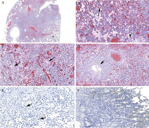 Figure 6. Histopathology and immunohistochemical findings in lung sections from a red fox. A. Extensive pneumonia leading to loss of alveolar spaces. Relatively normal tissue indicated by asterisk (*). B. Interstitial infiltration of inflammatory cells (arrow), alveolar edema (*), increased alveolar macrophages (arrowhead). C. Alveolar spaces contain fibrin (arrows) and neutrophils (outlined by asterisks). D. Necrotizing bronchiolitis (arrow). E. Only occasional cells contain viral antigens from Manitoba samples (arrows). F. Abundant viral antigen detected in a red fox lung sections from Ontario (brown deposits).