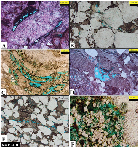 Figure 11. Core chips thin sections photomicrographs in GS184-4A well, (A) Highlight moldic spary calcite cementation at depth 11,330 ft., polarized. (B) Photomicrograph highlights compaction at a depth of 11,333 ft., polarized light. (C) Thin section highlights moldic porosity due to the leaching of skeletal grains at a depth of 11,423 ft., polarized light. (D) Thin section shows the dissolution of skeletal grain and polarized light. (E) Section highlights fractures at a depth of 11,333 ft., polarized light, and (F) Thin sections photomicrograph at a depth of 11,363 ft., highlight selective dolomitization which enhanced porosity, polarized light: magnification 200X.