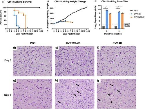 Figure 6. Cache Valley Virus (CVV) infection produces high viral loads and is lethal in CD-1 suckling mice. Two-day-old suckling mice (CVV 4B n = 28, CVV W08491 n = 23, PBS n = 15) were challenged intracranially with 104 plaque forming units (PFU) and (a) survival and (b) weight change measured daily for 14 days post infection (DPI). (c) Virus titers were measured in brain sections harvested on 3 and 5 DPI. Each data point plotted represents the mean values, and error bars indicate standard deviation. The limit of detection (LOD) is indicated with a dotted line. Statistical significance among groups was analysed by logrank (Mantel-Cox) test in (a) a mixed effects analysis with a Dunnett's multiple comparison test in (b,c) Statistical significance is denoted by * (p < 0.05). Brain sections were analysed for histopathological effects after H&E staining 3 and 5 DPI. Sections were evaluated for degree of necrosis characterized by neuropil hyalinization and vacuolation (asterisk) as well as shrinkage of cells and condensation of nuclei (arrows). Sections were also evaluated for degree of inflammation as well which was minimal and mostly characterized by rare infiltration by neutrophils (not shown), on (d,e,f) 3 DPI and (g,h,i) 5 DPI. Images were captured at 40x magnification.