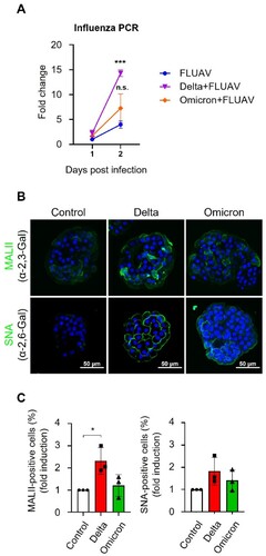 Figure 5. SARS-CoV-2 infection enhances FLUAV replication and induces expression of α2,6-Gal sialic acid in hiAT2 organoids. (A) Fold change of replication of FLUAV in hiAT2 organoids infected with H1N1 alone and delta or omicron variants with FLUAV compared to FLUAV on day 1. Data are mean ± SD. n = 3; independent biological replicates and two technical replicates each. ***p < 0.001 for FLUAV vs. Delta + FLUAV at day 2 post infection. A one-way ANOVA with Tukey’s multiple comparisons test was performed to analyze intergroup differences. (B-C) MAL II (bind to α-2,3-Gal sialic acid) and SNA (bind to α-2,6-Gal sialic acid) positive cells in hiAT2 organoids infected with delta or omicron variant of SARS-CoV-2 by immunofluorescence analysis. Scale bar = 50 μm. Control refers to uninfected cells. The quantitative data are mean ± SD. n = 3 independent biological replicates. *p < 0.05 A one-way ANOVA with Tukey’s multiple comparisons test was performed to analyze intergroup differences.
