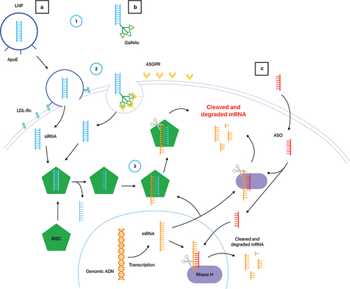 Figure 1. Mechanisms of action of gene silencing therapies in ATTRv.
