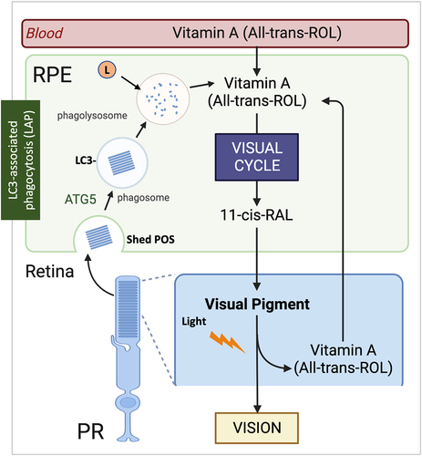 Figure 7. LAP supports the RPE visual cycle. The RPE performs two vital functions that sustain vision, phagocytosis of POS and the visual cycle. Phagocytosis and degradation of POS are supported by a noncanonical form of autophagy termed LAP. In this process, engulfed POS enter the phagosome, followed by the ATG5-dependent recruitment of the lipidated form of LC3. Only then does the lysosome fuse with the phagosome forming the phagolysosome leading to degradation of the POS cargo. The second critical process is the classic retinoid visual cycle that converts vitamin A (all-trans ROL) into the visual chromophore 11-cis-RAL. The visual cycle begins following the absorption of light in the photoreceptors by visual pigments containing the chromophore 11-cis RAL. This generates all-trans ROL (vitamin A) which is transported to the RPE for conversion back to 11-cis RAL by the visual cycle to recharge the visual pigments. Vitamin A is also recovered from the LAP pathway increasing the efficiency of the recovery process. Thus, the important processes of phagocytosis and the visual cycle converge as the recovery of all-trans ROL for 11-cis RAL synthesis in the RPE is aided by the LAP pathway. Blood absorption is also an important source of Vitamin A for vision. RPE, retinal pigment epithelium; PR, photoreceptors; POS, photoreceptor outer segments; 11-cis RAL, 11-cis retinal; All-trans ROL, All-transretinol; L, lysosome.