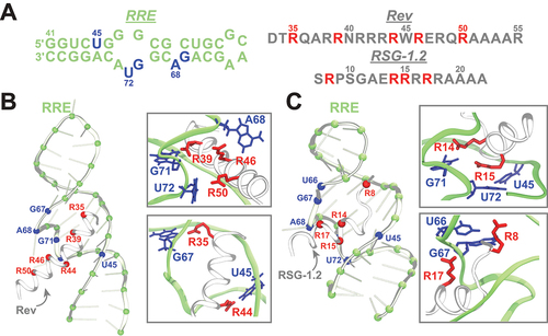 Figure 6. RRE-IIB RNA in complex with the helical peptides. Shown are (A) the sequences of the HIV-1 RRE-IIB RNA, the Rev peptide, and the RSG-1.2 peptide with key nucleotides and amino acids highlighted in blue and red, respectively; (B) the snapshots of the HIV-1 RRE-IIB RNA bound to Rev peptide (PDB 1ETF) [Citation124]; and (C) the snapshots of the HIV-1 RRE-2B RNA bound to the RSG-1.2 peptide (PDB 1G70) [Citation127]. In all snapshots, RNA is shown in a cartoon representation (light green) with the blue spheres corresponding to phosphorous atoms for those nucleotides which form crucial interactions with the peptides and with the green spheres corresponding to phosphorous atoms in the backbone of other RNA nucleotides; the peptide backbone is shown in a tubular representation (white) with red spheres corresponding to the Cα atoms of key arginine residues. The snapshots of the entire RNA/peptide complexes are accompanied with snapshots highlighting the corresponding interactions between key arginine amino acids and RNA nucleotides which are represented as red and blue sticks, respectively.