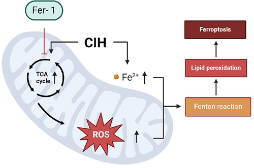 Figure 5 Possible molecular mechanisms of Fer-1 reversing CIH-induced ferroptosis in aortic endothelial cells. In ROAEC, after CIH treatment, the activity of important metabolites in the TCA cycle increased, which led to the accumulation of lipid ROS, the changes in mitochondrial membrane potential, and disruption of mitochondrial structure, eventually led to ferroptosis. Co-treatment with Fer-1 reversed ferroptosis via reprogramming the metabolites of the TCA cycle and mitochondrial function.
