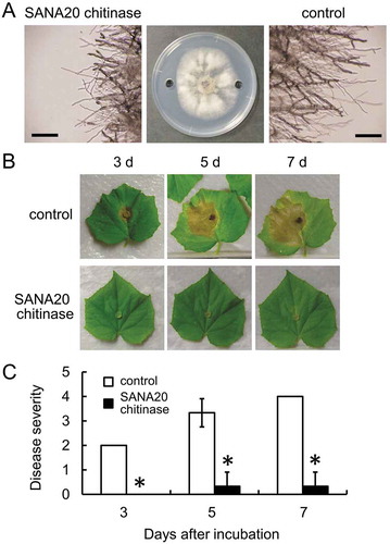 Figure 5. Antagonistic activity of chitinase produced by SANA20 toward B. cinerea on detached leaves of cucumber. (a) Inhibition of B. cinerea hyphal growth by chitinase produced by SANA20. Sterilized water was used as a control. Morphological alteration of B. cinerea hyphae was observed under a light microscope. Bar, 200 μm. (b) Representative symptoms of B. cinerea on leaves treated with chitinase produced by SANA20 or sterilized water (control) on days 3, 5, and 7 after incubation. (c) Disease severity. Bars indicate means ± standard deviations of triplicate experiments (n = 9). Mean values that are statistically different from control (P < 0.01) are indicated by an asterisk