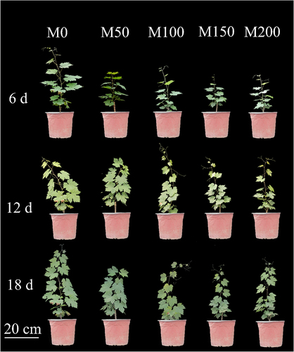 Figure 1. Effects of different melatonin concentrations on grape seedling morphology under saline and alkaline stress. M0, control; M50, saline and alkaline stress +50 μmol/L MT; M100, saline and alkaline stress +100 μmol/L MT; M150, saline and alkaline stress +150 μmol/L MT; M200, saline and alkaline stress +200 μmol/L MT. 6 d,12 d, and 18 d indicates processing time. The same as below. The scale in the diagram is 20 cm.