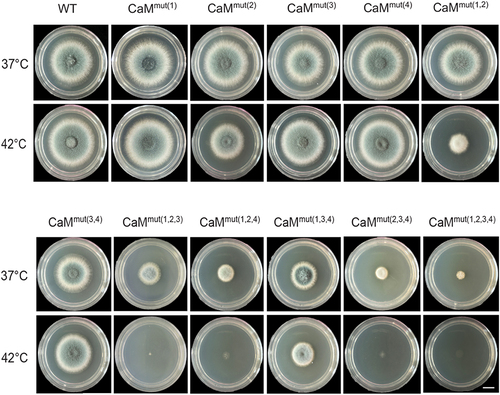 Figure 4. The CaM function depends on its Ca2+-binding sites. Colony morphology of the indicated Afcam mutants and parental wild type under high temperature. Strains were grown on YUU solid medium at 37 °C and 42 °C for 2 days. Bar, 0.5 cm.